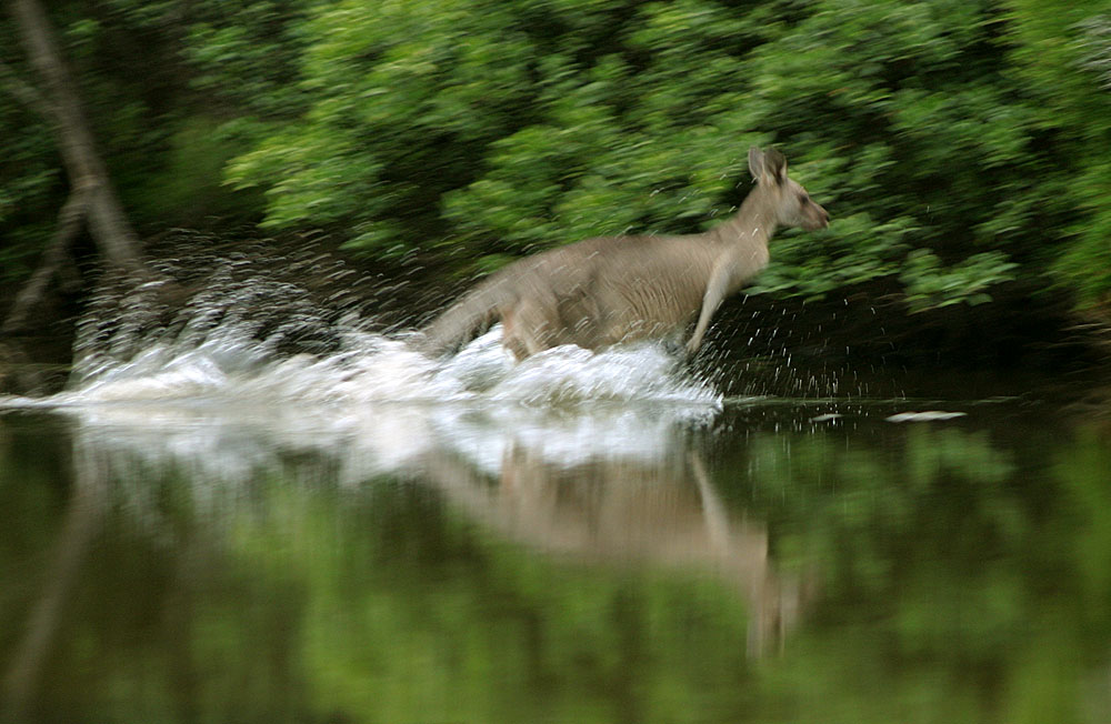 Kangaroo hopping across a pond