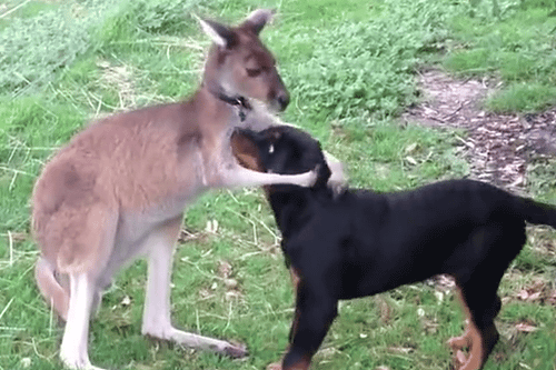 Kangaroo petting a dog